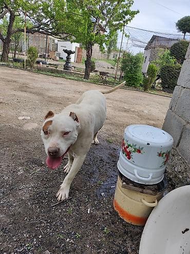 товары для собак: Американский питбультерьер, кобель. Окрас белый с рыжими пятнами на — 3