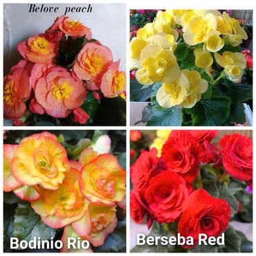 цветы на продажу: Детки бегоний элатиор по 150 с возможна отправка по регионам с — 5