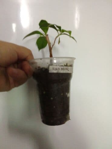 мебель бишкек: Саженцы цветка — 6