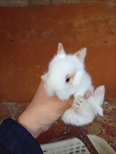 Башка жаныбарлар: Декоративные карликовые крольчата - Порода: карликовые (мини) — 5