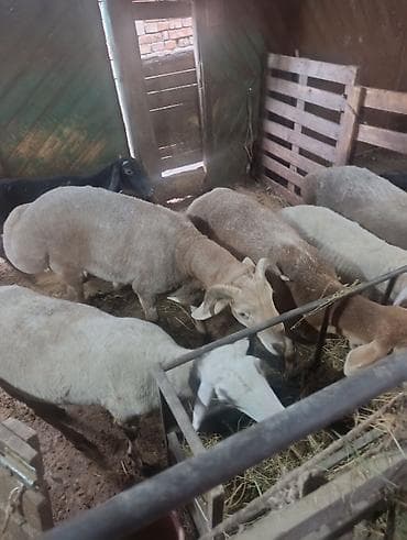 собаки рынок в бишкеке цены: Продаю | Баран (самец) | Гиссарская | На забой, Для разведения, Для шерсти | Осеменитель, Племенные — 2