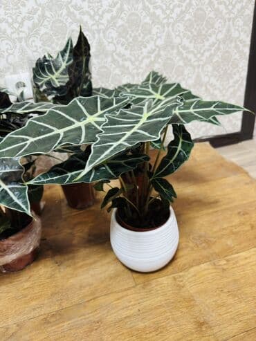 трансформер стол бишкек: Алоказия Полли 550 и 1100 — 2