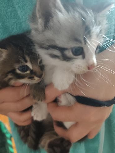 отдам кота даром: Котята, 2 малыша из одного помёта: - Окрас: один тигровый табби с — 7
