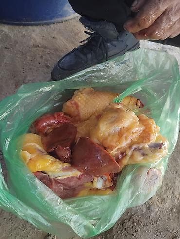 каня: Бронза 708 6,5месяц живой вес 500сом чуй кант — 3