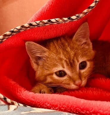 хочу купить кошку: Рыжий котёнок с ярким полосатым окрасом и выразительными глазами — 1