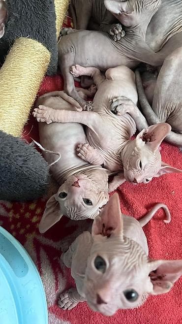 кошки в токмаке: Продажа кошек — 5