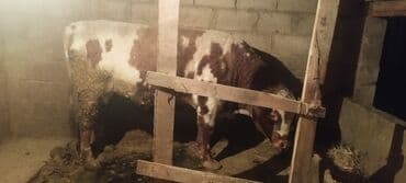 Аквариумы: Продаю | Бык (самец) | На откорм, На забой, Для разведения | Привязанные — 4