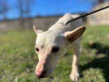 стрижка собак на дому недорого: Ищем дом для молодой стерилизованной девочки. Привита. Привезём сами — 3