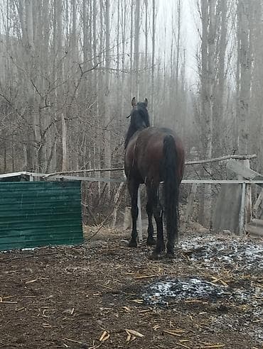 вет услуги: Продаю | Жеребенок | Английская | Конный спорт — 6