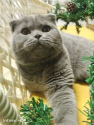 домик для кот: Скотиш Фолд (Шотландская вислоухая), 4 месяца, Мальчик, Голубой, Приучена к лотку, Проглистована, С документами — 5