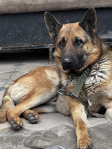 Немецкая овчарка, 2 года, Самец