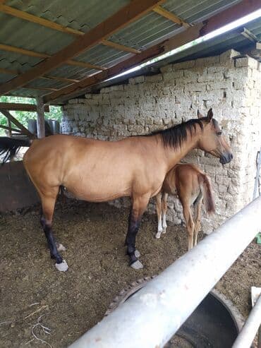 цены породистых собак: Сатам | Бээ (ургаачы) | Көбөйтүү үчүн — 2
