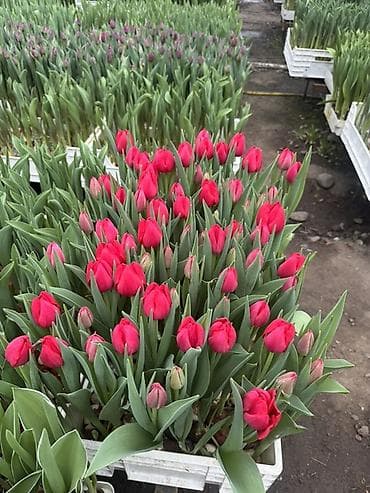 искусственные: Принемаем заказы на 8 марта тюльпаны с луковицый с доставкой боле — 2