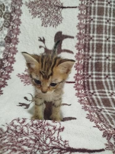 куплю кота: Кошка даром: Беспородная, 2 месяца, Мальчик, Приучена к лотку — 2