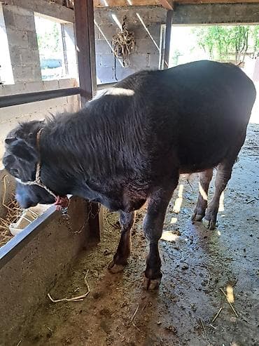 парода уйлар: Продаю | Бык (самец) | На откорм | Привязанные — 5