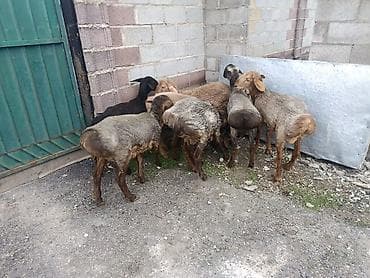 кой кана: Продаю | Баран (самец) | Для разведения | Ярка — 2