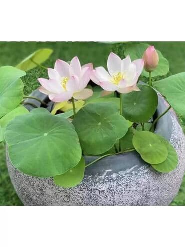 Семена цветка: Платная доставка, Самовывоз at lalafo.kg Семена цветка: Платная доставка, Самовывоз