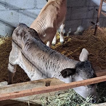 Башка жаныбарлар: Сатам | Музоо | Швиц | Көбөйтүү үчүн, Сүт алуу үчүн | Асыл тукумдуу, Жасалма уруктандырылган — 3