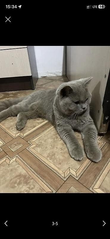 Мышыктар: Британская короткошёрстная кошка, окрас голубой (серый). - Плотный — 1