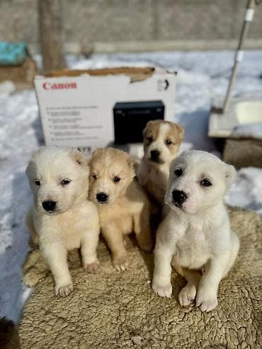 Вязка собак: Щенки, помет из нескольких малышей. Возраст по фото — совсем юные — 8
