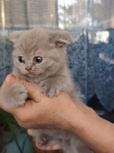 коты бишкек: Британские короткошёрстные котята - Порода: британская — 6