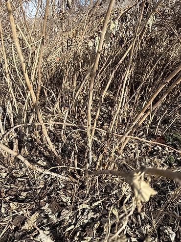 фикус тинеке: Саженцы малины (поросль от взрослого куста) - Кустовая малина с — 2