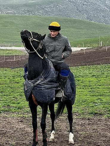 продаю мёд оптом: Продаю | Кобыла (самка) | Конный спорт — 2