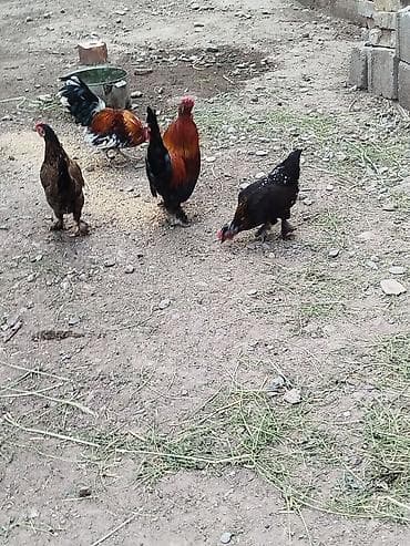 кошка манас: Продаю | Куры | Для разведения — 7