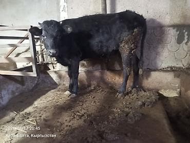 продам корову: Продаю | Тёлка | На откорм | Привязанные — 4