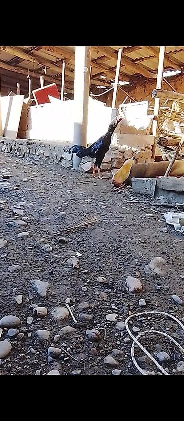 клетка для петухов: Продаю | Петух | Бойцовая | Для разведения — 4