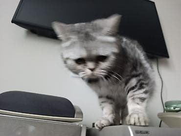 Вязка кошек: Отдам в добрые руки за символическую плату кошку порода скоттиш страйт — 6