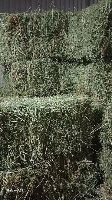 Собаки: Сено в тюках
ЧИСТЫЙ КЛЕВЕР /3 укос — 1