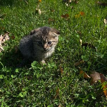 продажа щенков немецкой овчарки в бишкеке с документами: Котята, помёт разноокрасочный. Описание: - Возраст: на вид несколько — 3