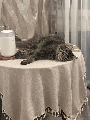 ласки: Кошка даром: Сибирская, 9 месяцев, Мальчик, Приучена к лотку, Проглистована — 1