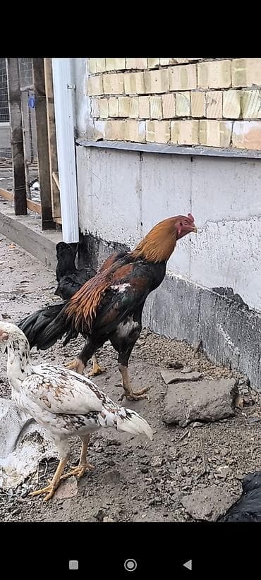 крова: Продаю | Петух | Бойцовая | Для разведения — 9