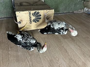 дончак бээ: Продаю | Петух | Для разведения — 5