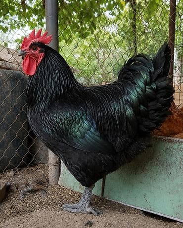 куры породистые: Продаю | Цыплята | Для разведения — 1