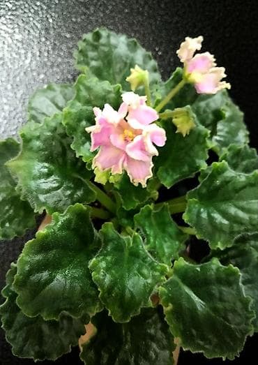килем сатылат: Продаю молодые фиалочки 🌺🌿🌺 По всем вопросам обращайтесь по телефону — 4