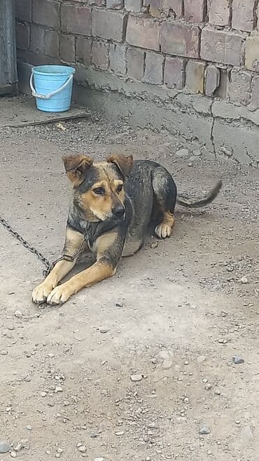 можно купить собаку: 3 года, Самка — 2