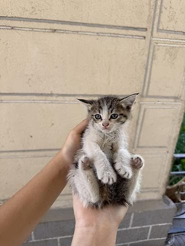 кошка домашняя: Котята, примерно 2-3 месяца. На выбор несколько окрасов: - — 5