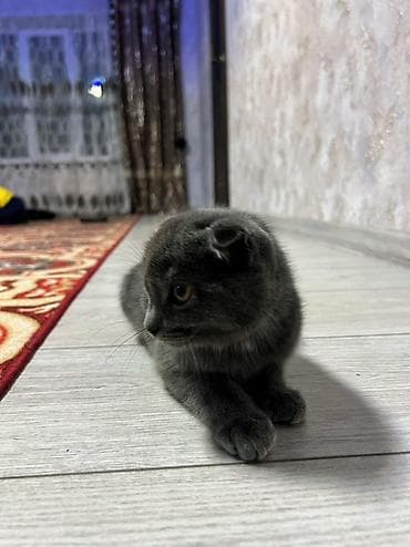 Ветеринар кызматы: Скотиш Фолд (Шотландиялык шалпаң кулак), 1 жаш, Ургаачы, Боз, Лотокко барууга үйрөтүлгөн — 3