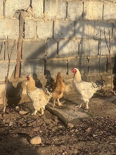 орпингтон куры: Продаю | Куры, Петух | Брама | Для разведения — 6