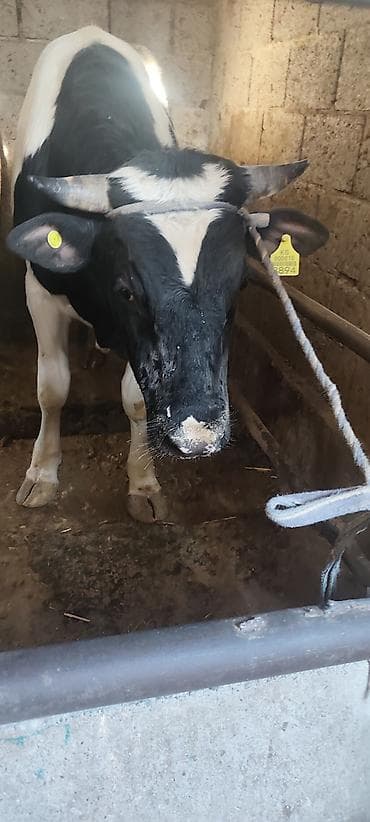 ангус корова: Продаю | Бык (самец) | Полукровка | Для разведения | Племенные — 2