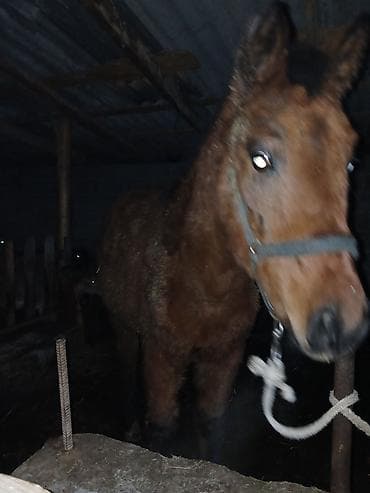 орус кучук: Сатам | Тай | Аргын | Ат спорту — 1