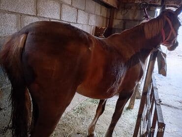 Собаки: Продаю | Кобыла (самка) | Рабочий | Мерин — 2