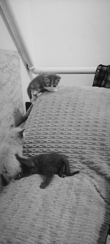 кошка манас: Кошка даром: Беспородная, 2 месяца, Мальчик — 4