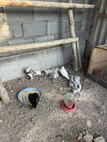 клетки для канареек: Породистые голуби декоративных окрасов. Описание: - Разные масти — 3