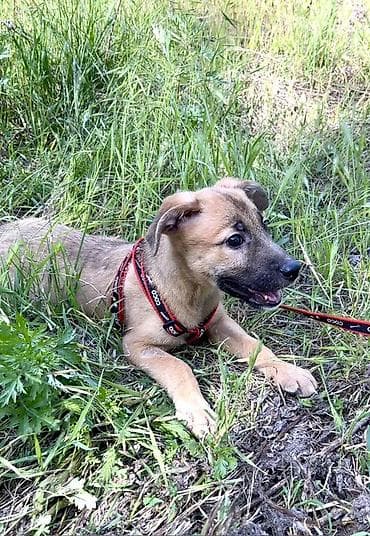 отдам даром шпица в хорошую семью: Ищем дом для маленькой Бусинки 🐾🏡 Группа «Зоозащита Бишкек» ищет — 8