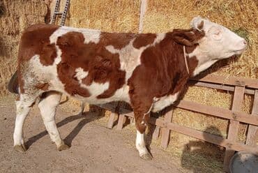 продажа домашних животных: Продаю | Тёлка | Монбельярд | Для разведения | Искусственник — 1