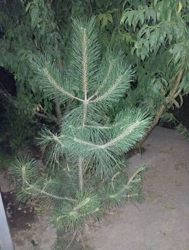 садовый измельчитель бишкек: Көчөттөр дарактардын: Кызыл карагайлар — 1